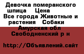 Девочка померанского шпица. › Цена ­ 40 000 - Все города Животные и растения » Собаки   . Амурская обл.,Свободненский р-н